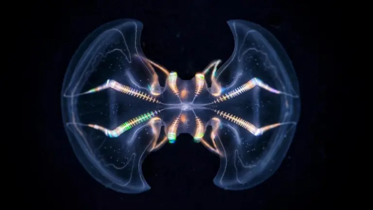 Proč zkušení biologové už neříkají žebrovkám primitivní stvoření