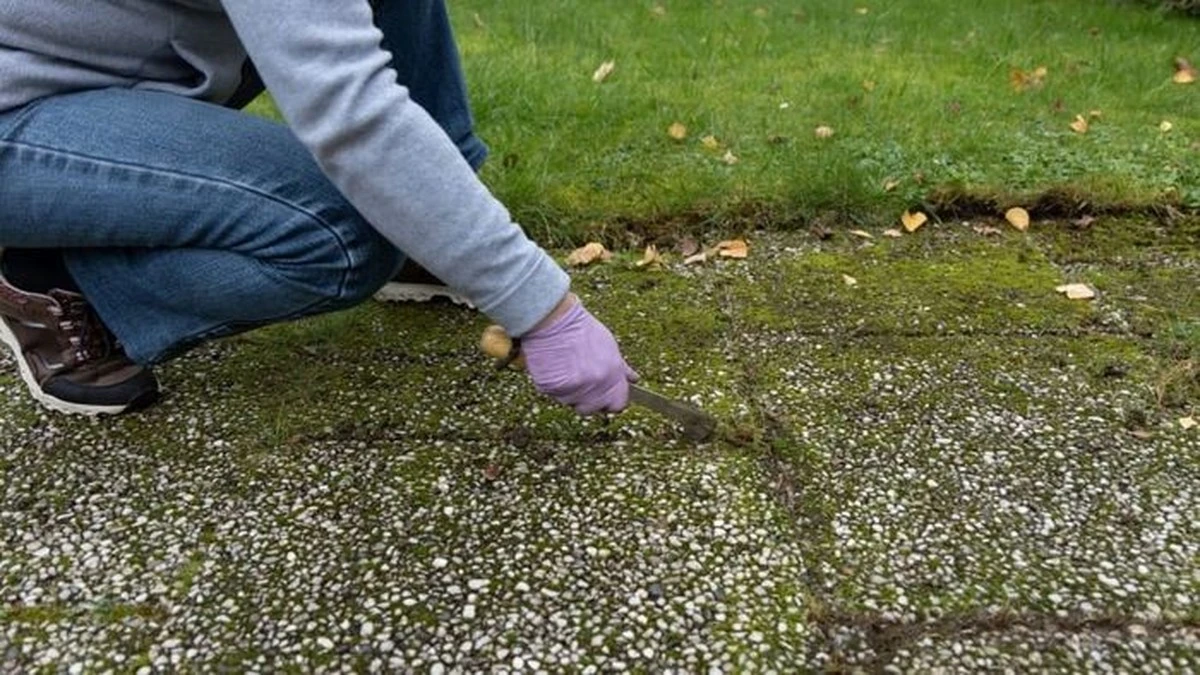 Proč zkušení čeští zahrádkáři lijí na terasu obyčejnou kolu - image 1