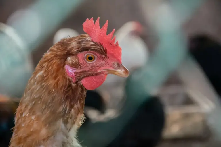 Proč zkušení chovatelé nyní bedlivě sledují barvu hřebínků u svých slepic