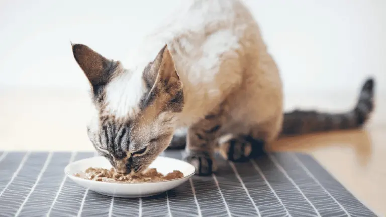 Proč zkušení chovatelé dávají kočičí misky do myčky až při 60 stupních