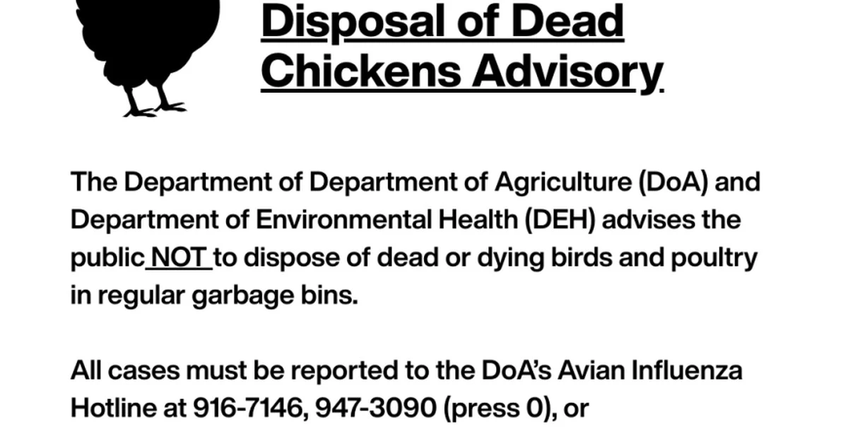 Proč zkušení chovatelé nyní bedlivě sledují barvu hřebínků u svých slepic - image 1