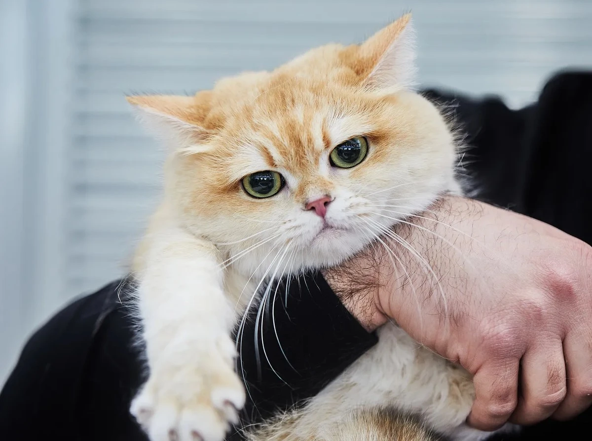 Proč zkušení chovatelé ve Švédsku nikdy nenechávají kočku samotnou přes noc