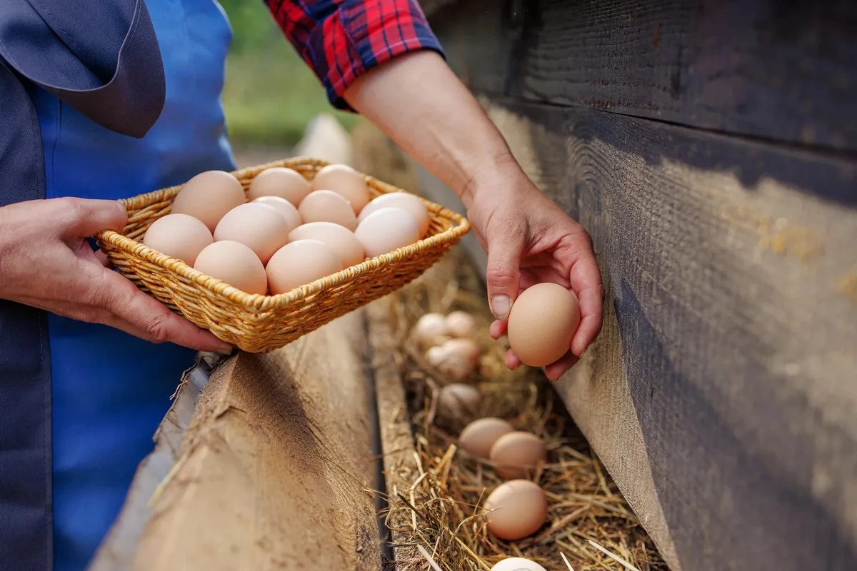 Proč zkušení kuchaři dávají uvařená vejce na pánev: Trik, který mění chuť snídaně