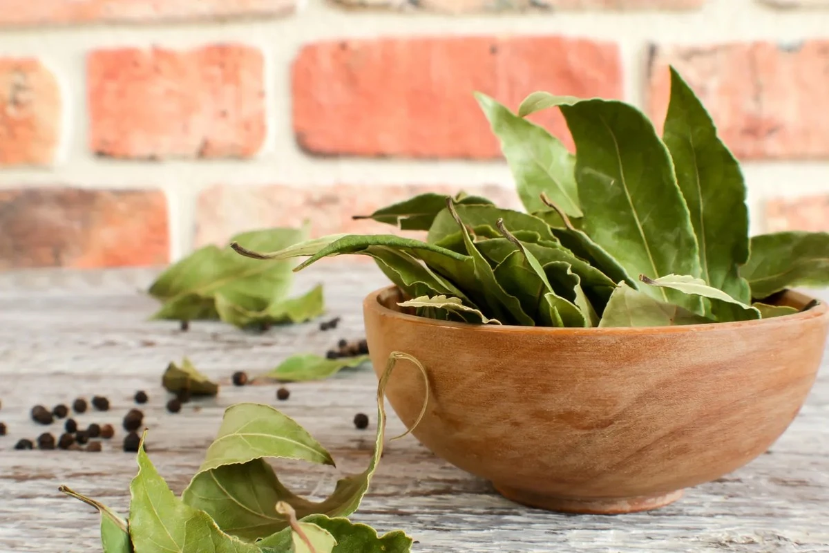 Proč zkušení pěstitelé vkládají bobkový list do květináčů s pokojovkami