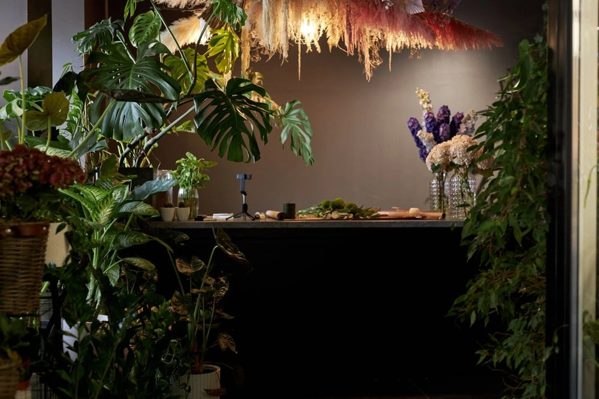 Proč zkušení pěstitelé nedávají pokojovky na parapet: 7 rostlin, které milují stín - image 1