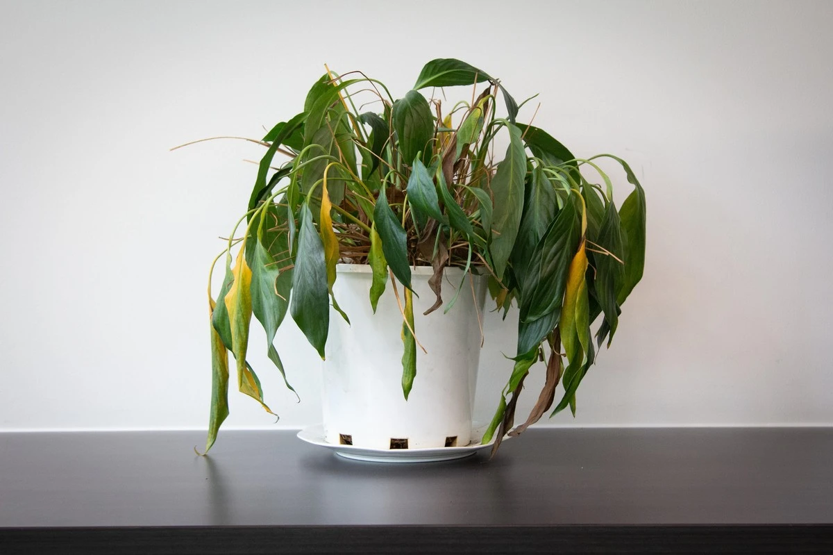 Proč zkušení pěstitelé v supermarketu rostliny nekupují - image 1