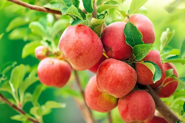 Proč zkušení sadaři přidávají na jaře k jabloním lžíci čpavku