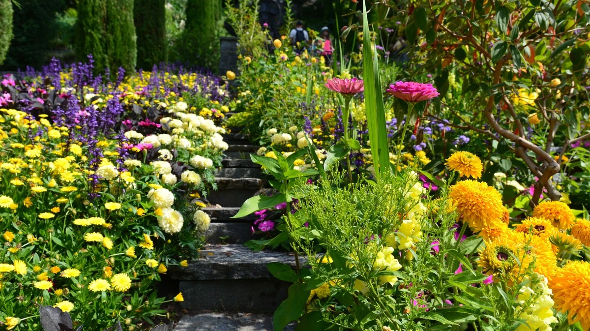 Proč zkušení zahrádkáři v červenci radikálně stříhají tyto trvalky