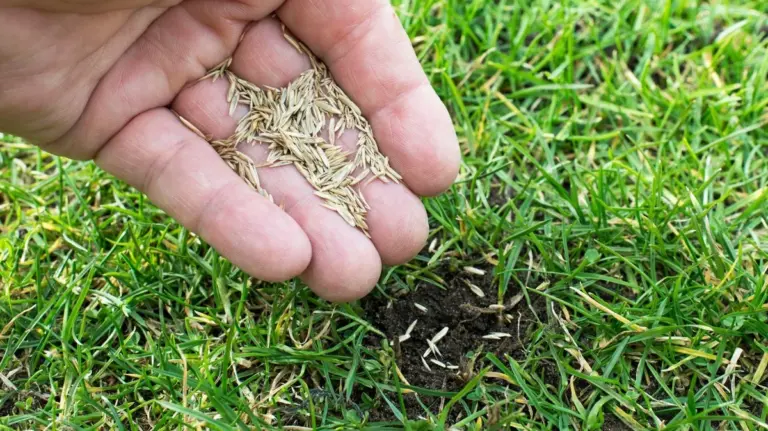 Proč zkušení zahrádkáři s výsevem trávy v březnu raději vyčkávají