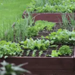 Proč zkušení zahradníci sypou v březnu na vyvýšené záhony vrstvu kompostu