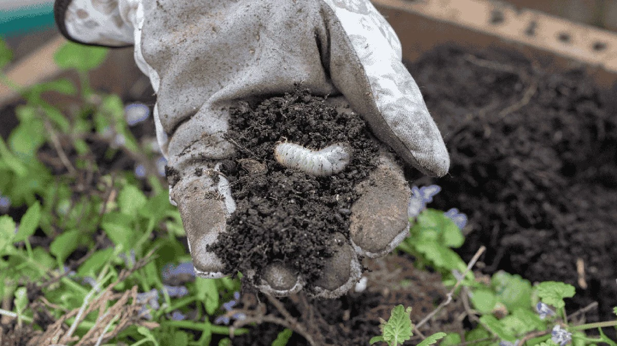 Proč zkušení zahrádkáři hledají v březnu v hlíně tlusté bílé larvy