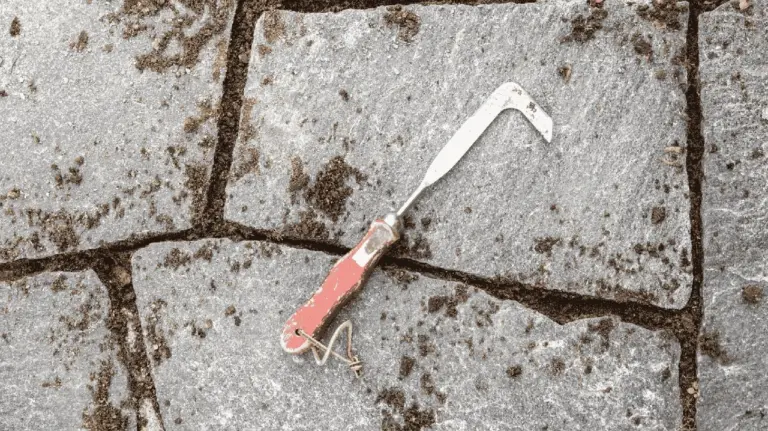 Proč zkušení zahradníci po odstranění mechu vždy sypou písek do spár