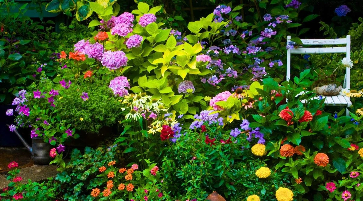 Proč zkušení zahrádkáři nevyhazují banánové slupky a kávovou sedlinu