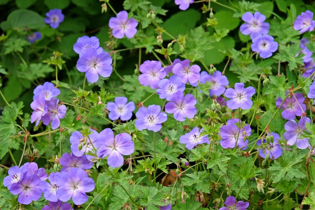 Proč zkušení zahradníci sázejí trvalky v lichých skupinách
