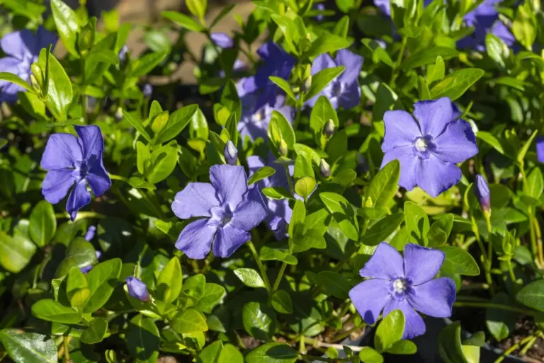 Proč zkušení zahradníci vysazují pod stromy tyto 3 trvalky