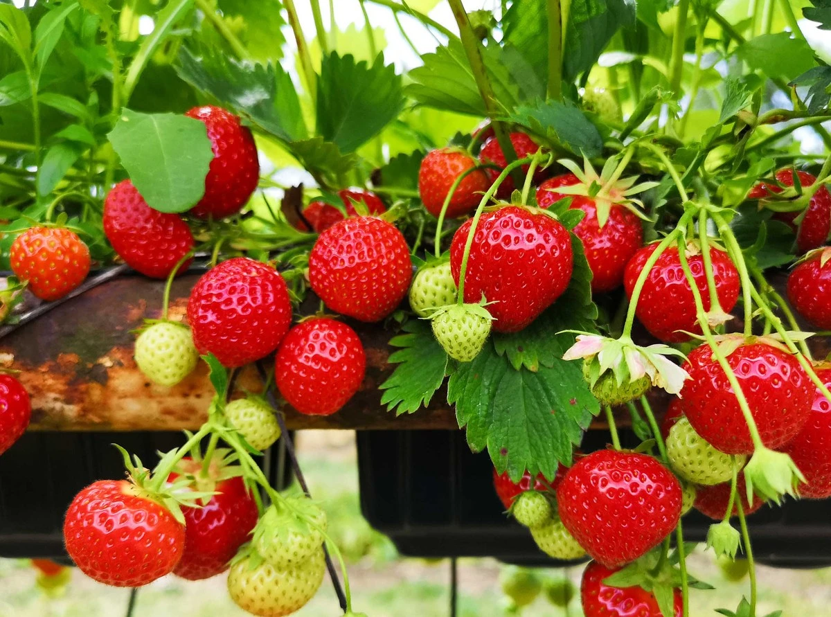 Proč zkušení zahradníci lijí kávovou sedlinu k jahodám