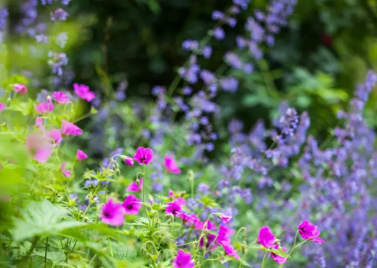 Proč zkušení zahradníci sázejí tyto 5 domácích rostlin, aby už nikdy nemuseli trávit víkendy s konvami