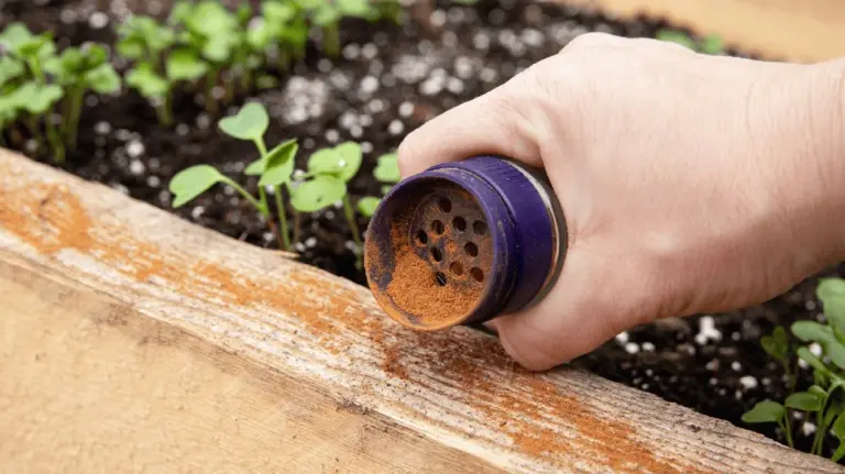 Proč zkušení zahrádkáři sypou mletou skořici do vyvýšených záhonů
