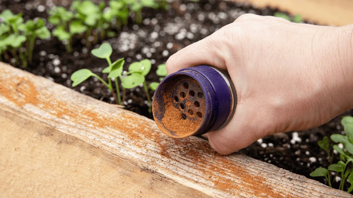 Proč zkušení zahradníci sypou mletou skořici do vyvýšených záhonů