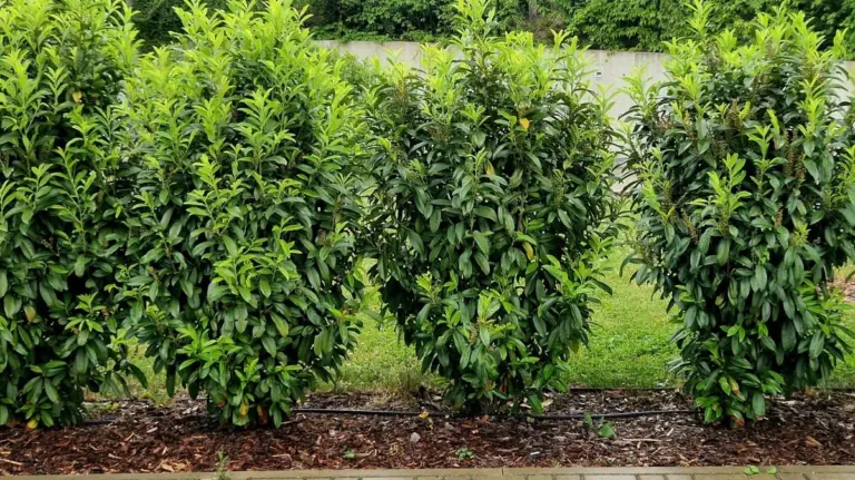 Proč zkušení zahrádkáři sázejí cypřišovec Leylandův místo stavby plotu