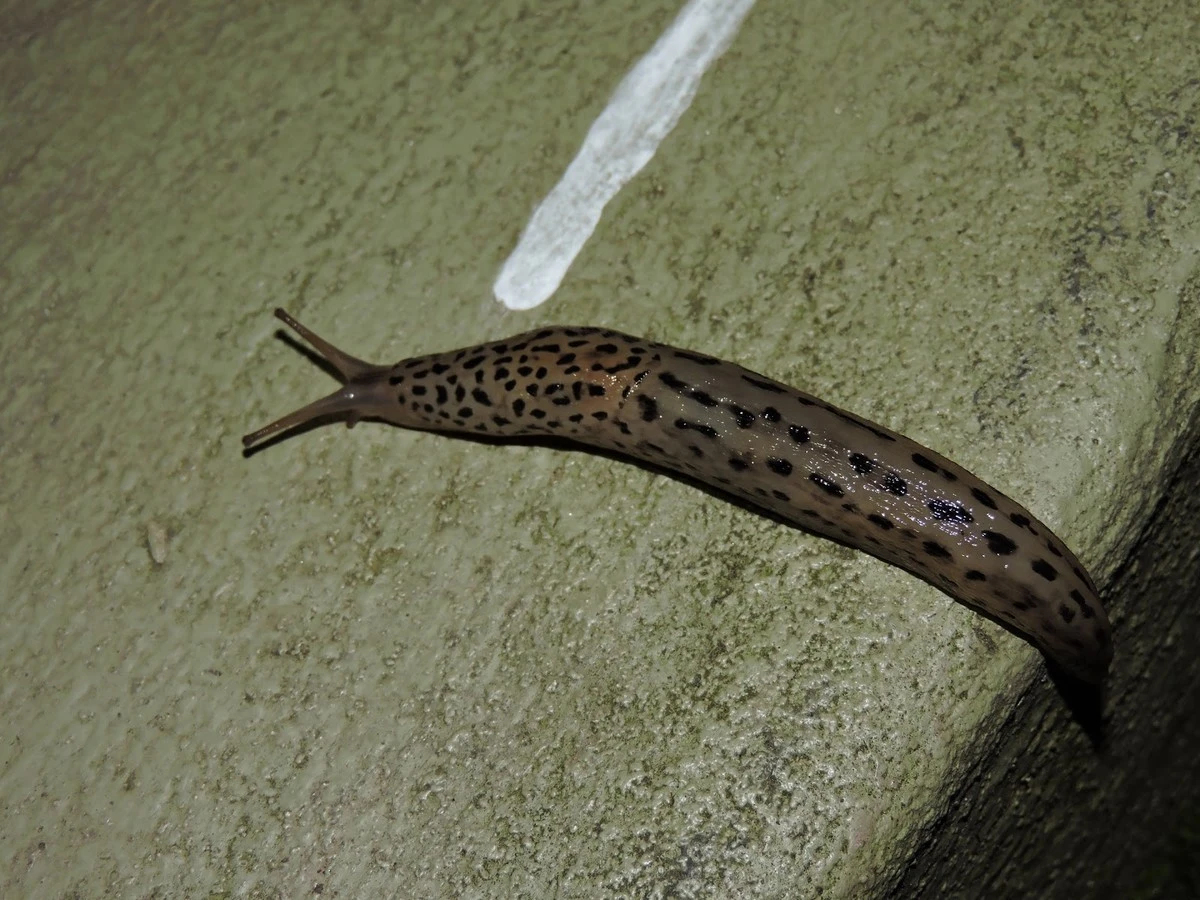 Proč zkušení zahradníci nikdy nevyhánějí skvrnité slimáky ze záhonů - image 1