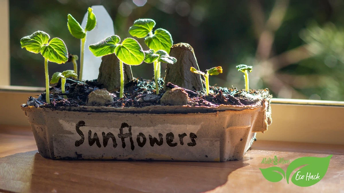 Proč zkušení zahrádkáři vždycky dávají kartony od vajec přímo do záhonů - image 1