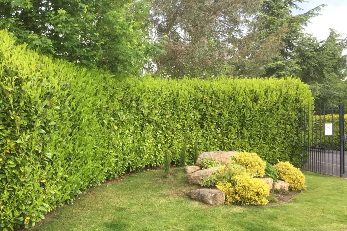 Proč zkušení zahradníci už nesází bobkovišeň - image 1