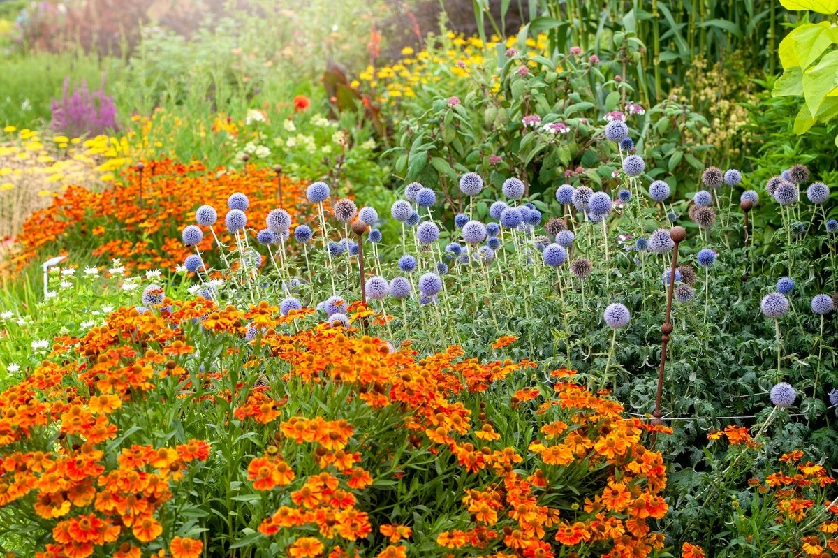 Proč zkušení zahrádkáři v červenci radikálně stříhají tyto trvalky - image 1