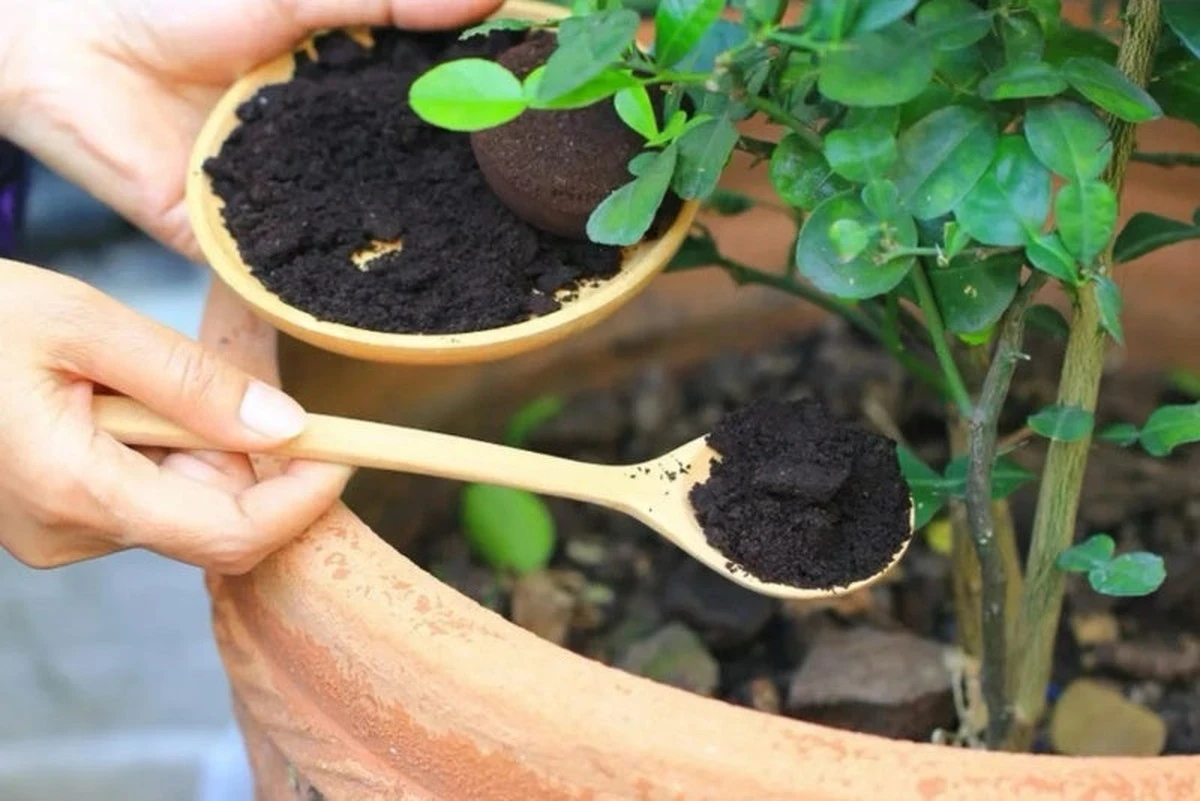 Proč zkušení zahrádkáři nevyhazují banánové slupky a kávovou sedlinu - image 1