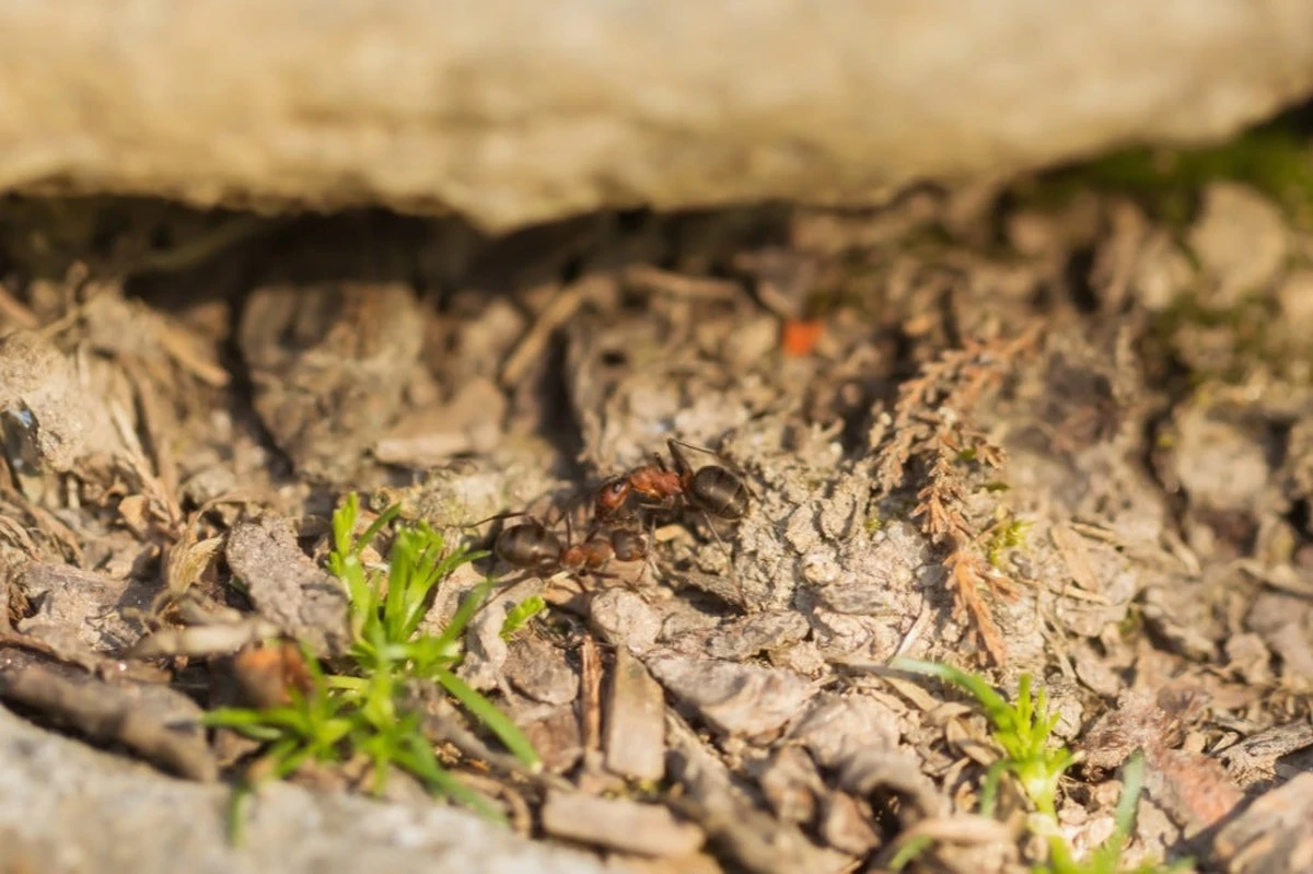 Proč zkušení zahrádkáři sypou mletou skořici do vyvýšených záhonů - image 1