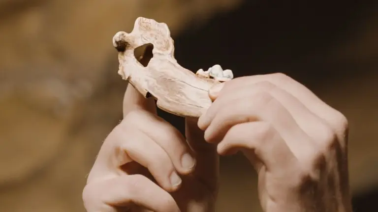 Vědci našli nejstarší psí DNA a zjistili, že naše přátelství začalo o pět tisíc let dříve