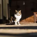 Limit 48 hodin: Proč i ta nejsamostatnější kočka začne po dvou dnech strádat