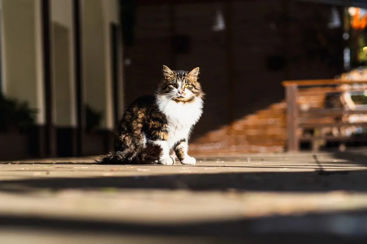 Limit 48 hodin: Proč i ta nejsamostatnější kočka začne po dvou dnech strádat