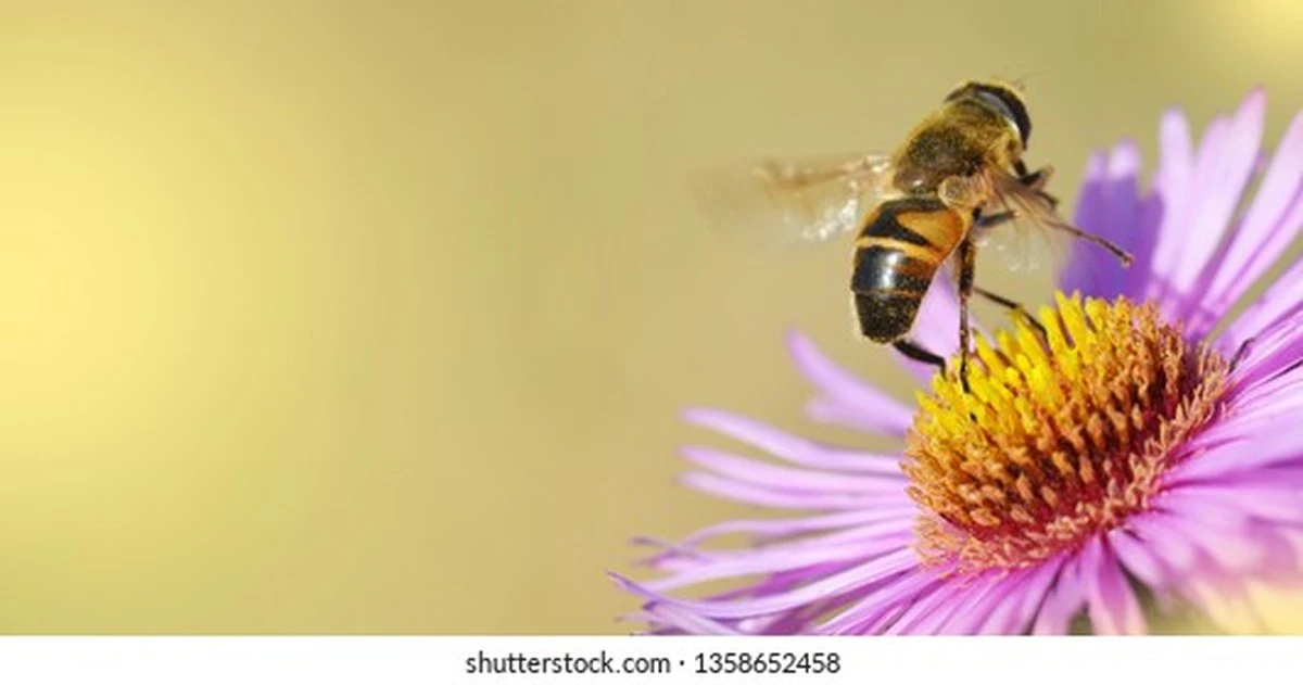 Proč jsou plné truhlíky muškátů pro včely jako prázdná lednice - image 1