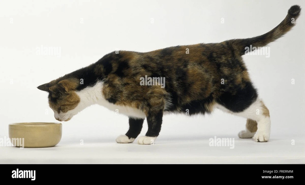 Proč kočky odcházejí od plné misky: Skutečný důvod odhalili japonští vědci - image 1