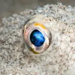 Proč lidé kdysi viděli jen jedním okem uprostřed čela