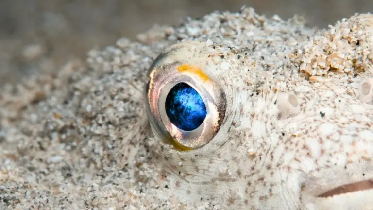 Proč lidé kdysi viděli jen jedním okem uprostřed čela