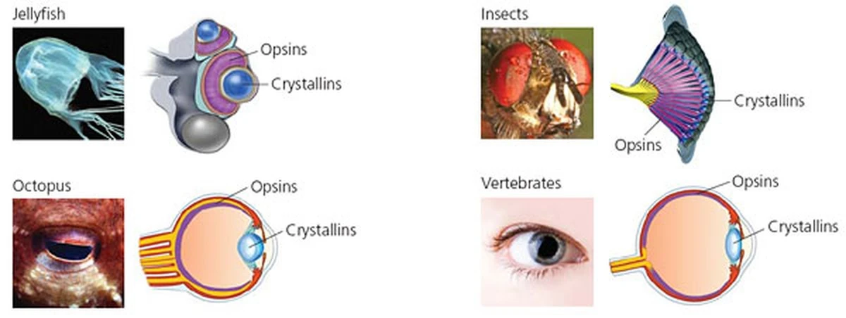 Proč lidé kdysi viděli jen jedním okem uprostřed čela - image 1