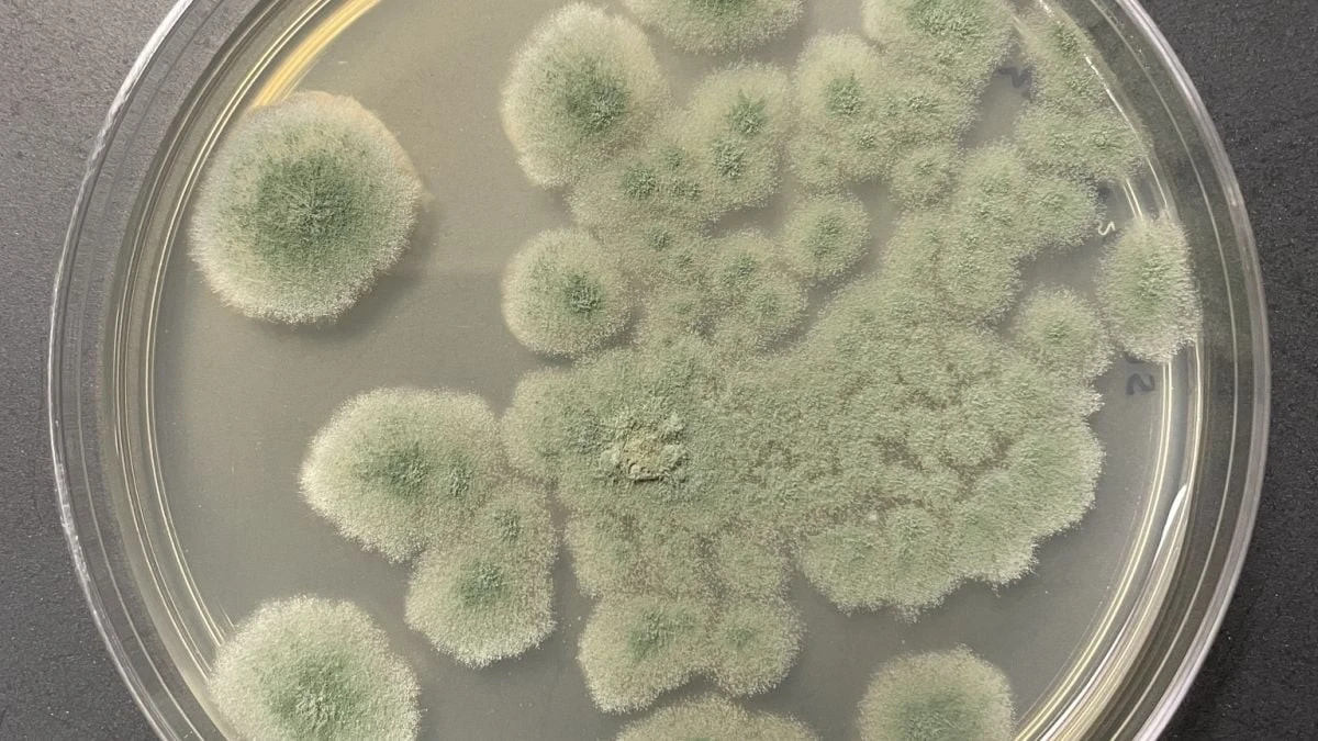 Proč NASA nedokáže zničit plíseň, která chce osídlit Mars