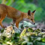 Proč nemocná liška nehledá vaši náruč, i když to tak vypadá