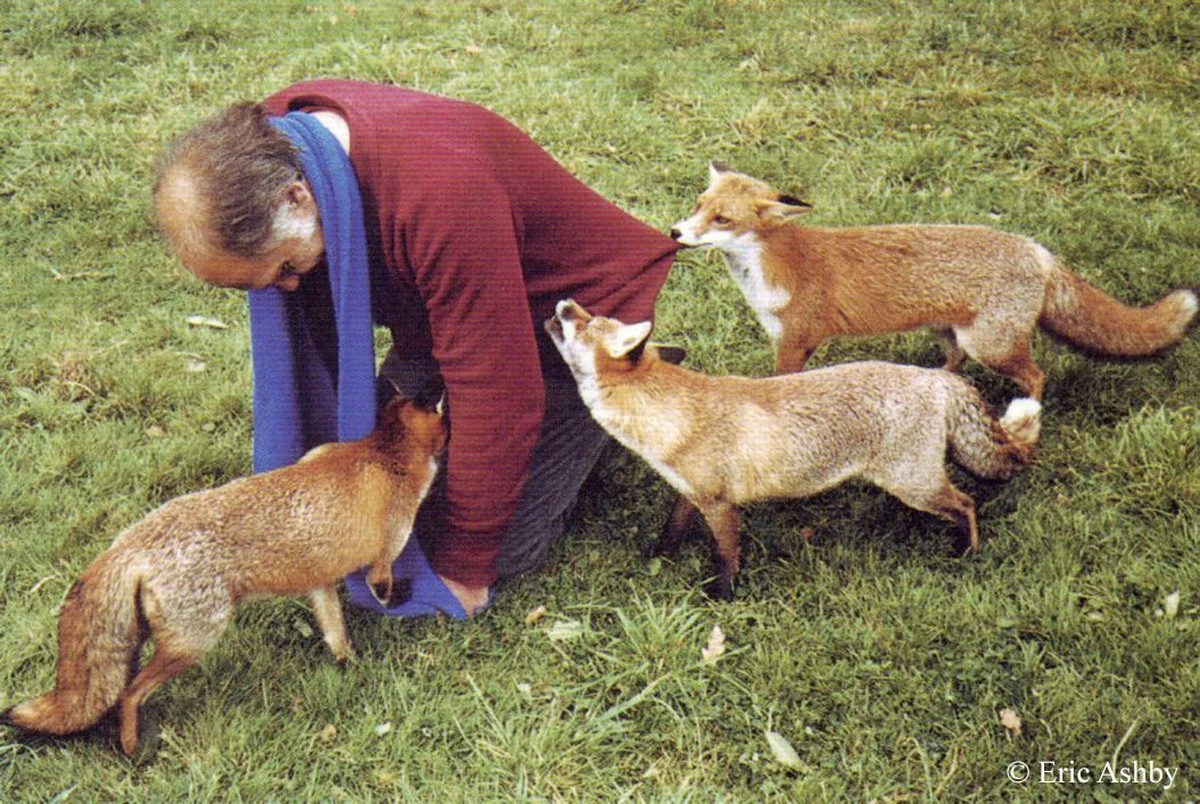 Proč nemocná liška nehledá vaši náruč, i když to tak vypadá - image 1