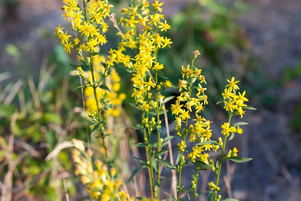 Proč se invazivním rostlinám v teple daří lépe: vědci objevili mechanismus, který jim pomáhá ignorovat škůdce