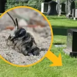 Proč se letos na jaře na hřbitově v New Yorku probralo k životu 5,5 milionu včel