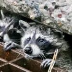 Proč se městská zvířata přestala bát lidí: Vědci vysvětlují nový fenomén