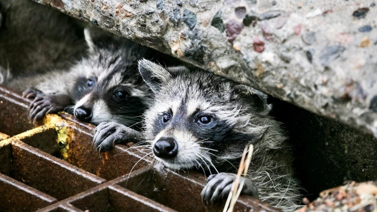 Proč se městská zvířata přestala bát lidí: Vědci vysvětlují nový fenomén