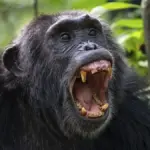 Proč se největší tlupa šimpanzů v Ugandě rozdělila na dva znepřátelené tábory
