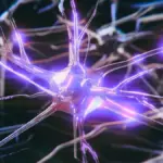 Proč se neurony s genem APOE4 přehřívají desítky let před ztrátou paměti