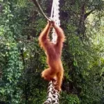 Proč se ochránci přírody na Sumatře radují z lanového mostu v džungli
