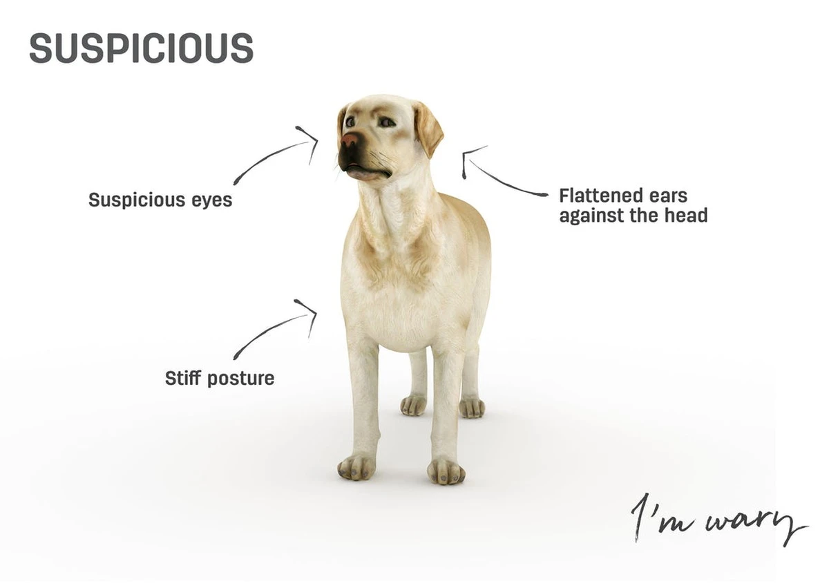 Proč se váš pes olizuje, i když nemá hlad: Skrytý signál, který majitelé často ignorují - image 1