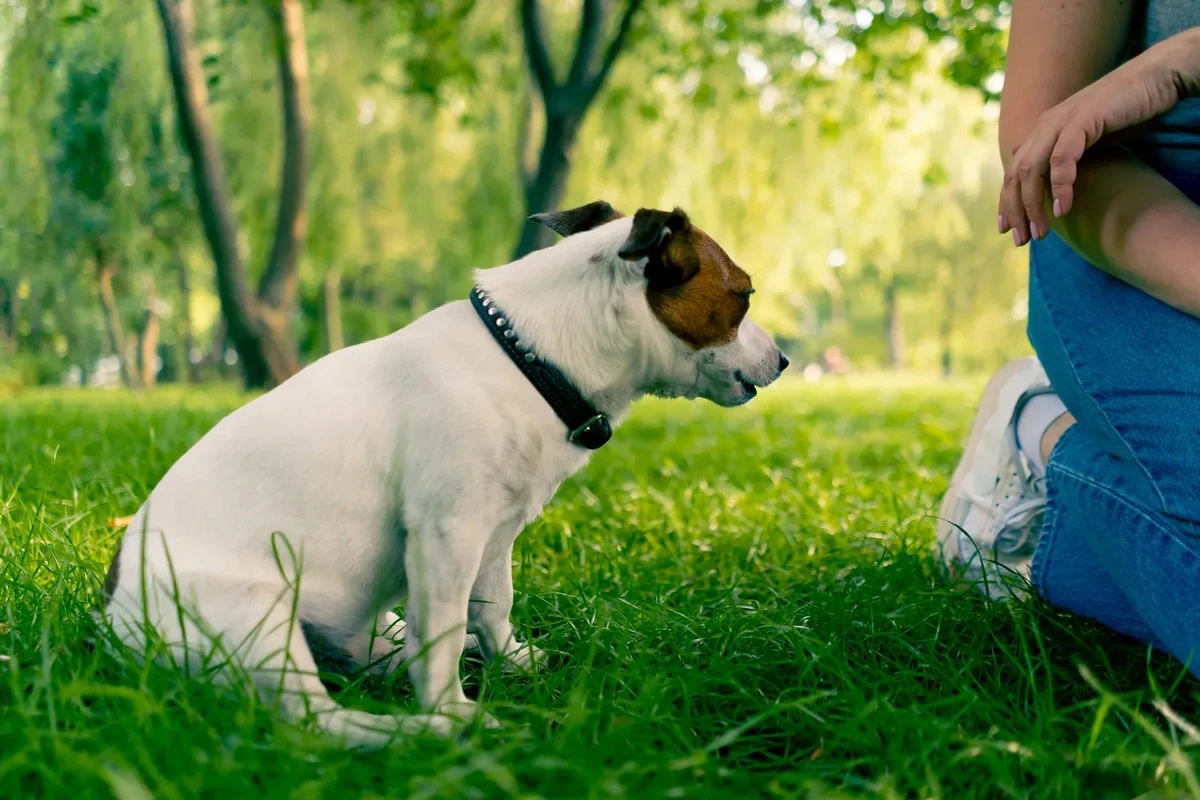 Proč se váš pes olizuje, i když nemá hlad: Skrytý signál, který majitelé často ignorují